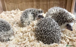 Pygmy Hedgehog rodents for sale: Stunning FEMALE African Pygmy Hedgehog Babies  - Image 6