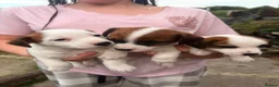 Jack Russell dogs for sale: 3 female Jack Russell puppies ready to go - Advert 18