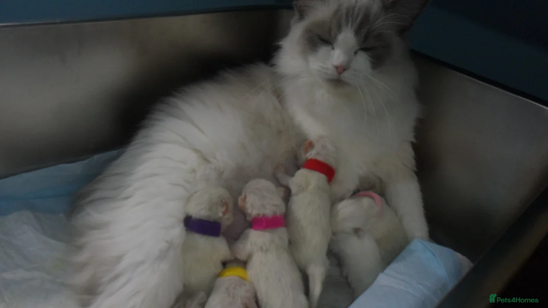 Ragdoll cats for sale: Blue mitted ragdoll Chinese bloodline  in Birmingham - Advert 2