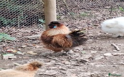 Chickens poultry for sale: Silkie chickens COCKERALS - Image 2