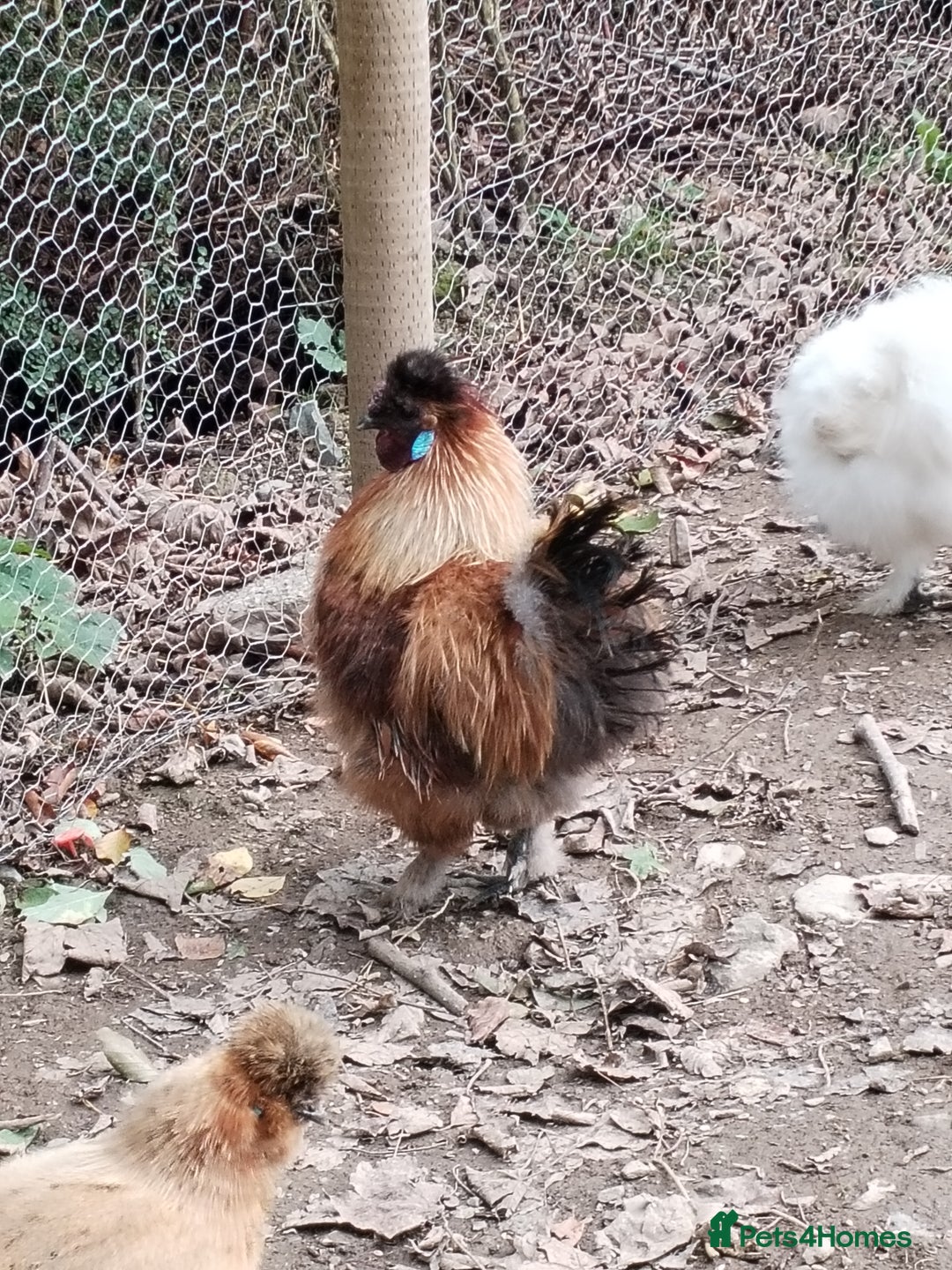 Chickens poultry for sale: Silkie chickens COCKERALS - Image 2