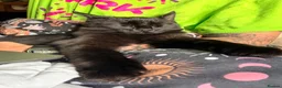 Mixed Breed cats for sale: 🖤 Forever Home Wanted for Luci 🐾 in Gillingham - Advert 7
