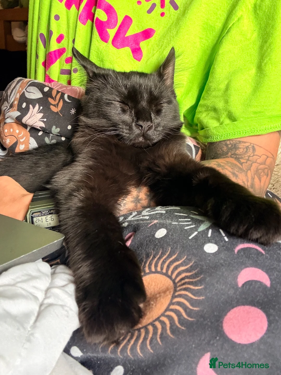 Mixed Breed cats for sale: 🖤 Forever Home Wanted for Luci 🐾 in Gillingham - Advert 7