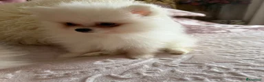 Pomeranian 2