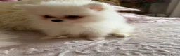 Pomeranian dogs for sale: 🐾 Gorgeous White Pomeranian Puppies - Advert 3