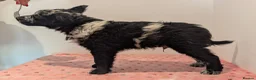 Mudi dogs for sale: Hungarian Mudi boy available! - Advert 2