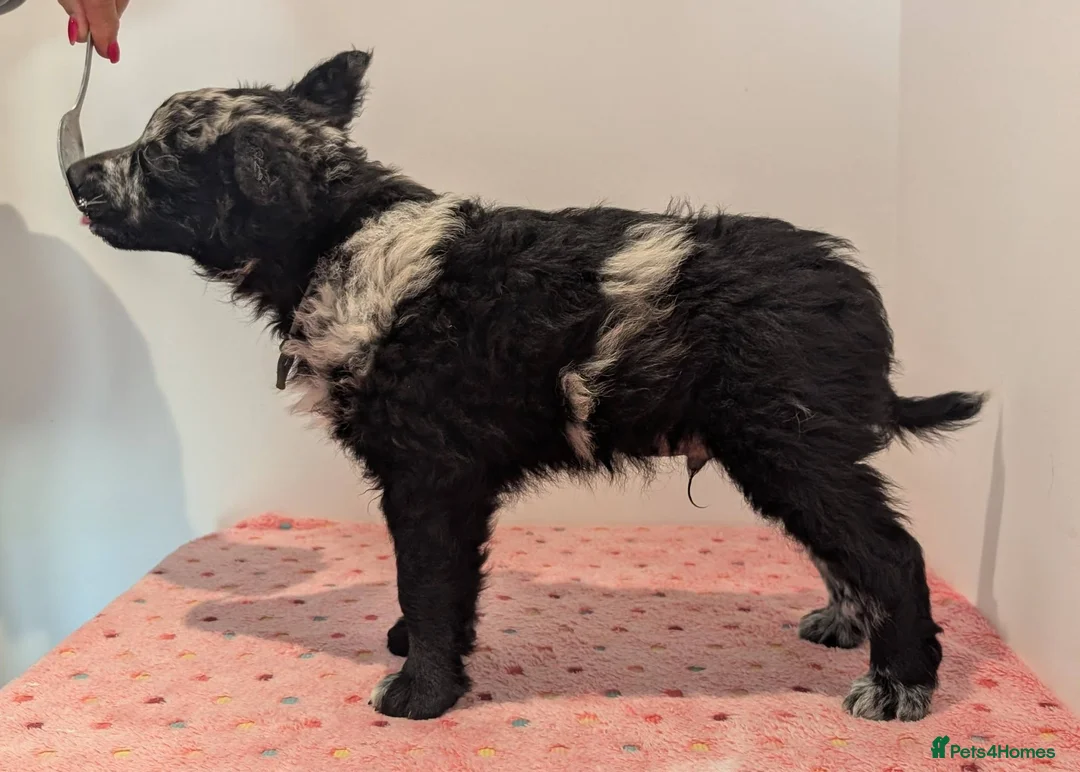 Mudi dogs for sale: Hungarian Mudi boy available! - Advert 2
