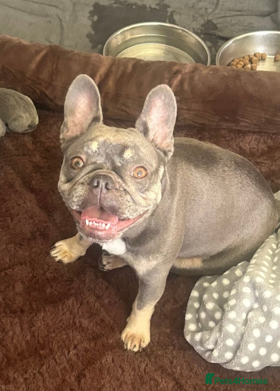 French Bulldog dogs for sale: Radka Weeden - Image 3