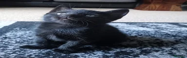 British Shorthair Kitten 2