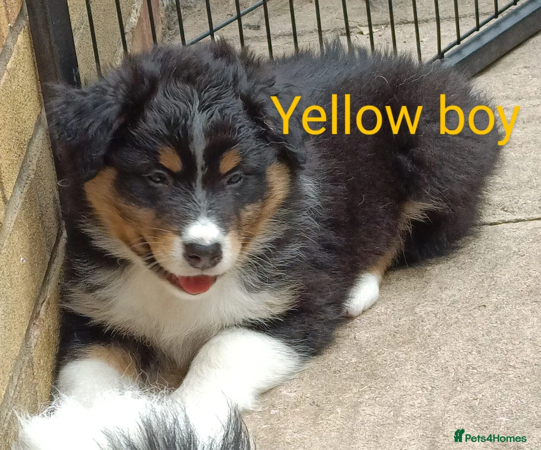 Australian Shepherd dogs for stud: Proven HT KC Champ Red Merle Australian Shep Stud in Bromley - Advert 14