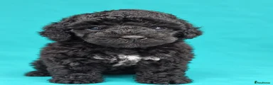 Poochon 1