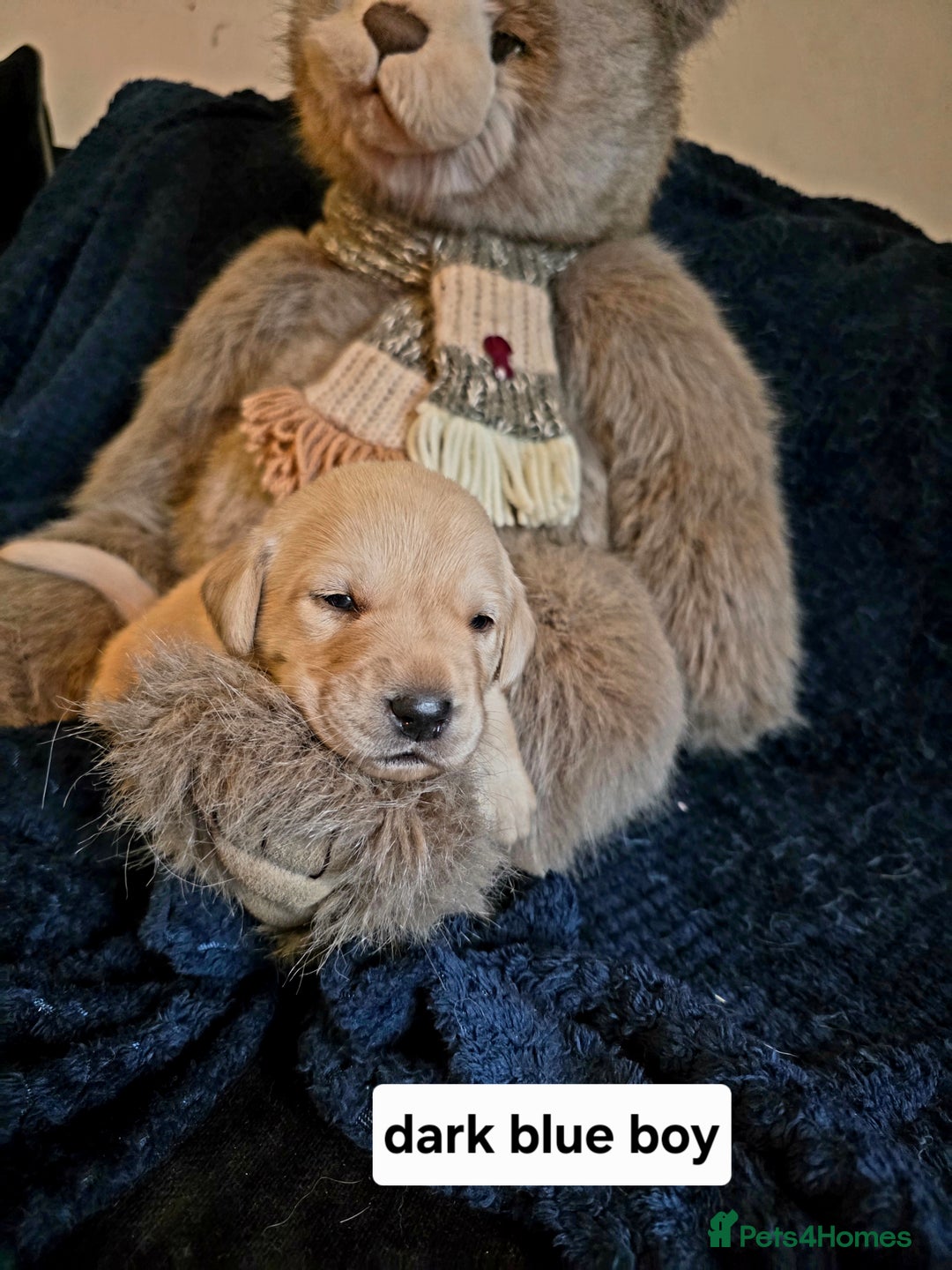 Labrador Retriever dogs for sale: Mr Neil Houston - Image 7