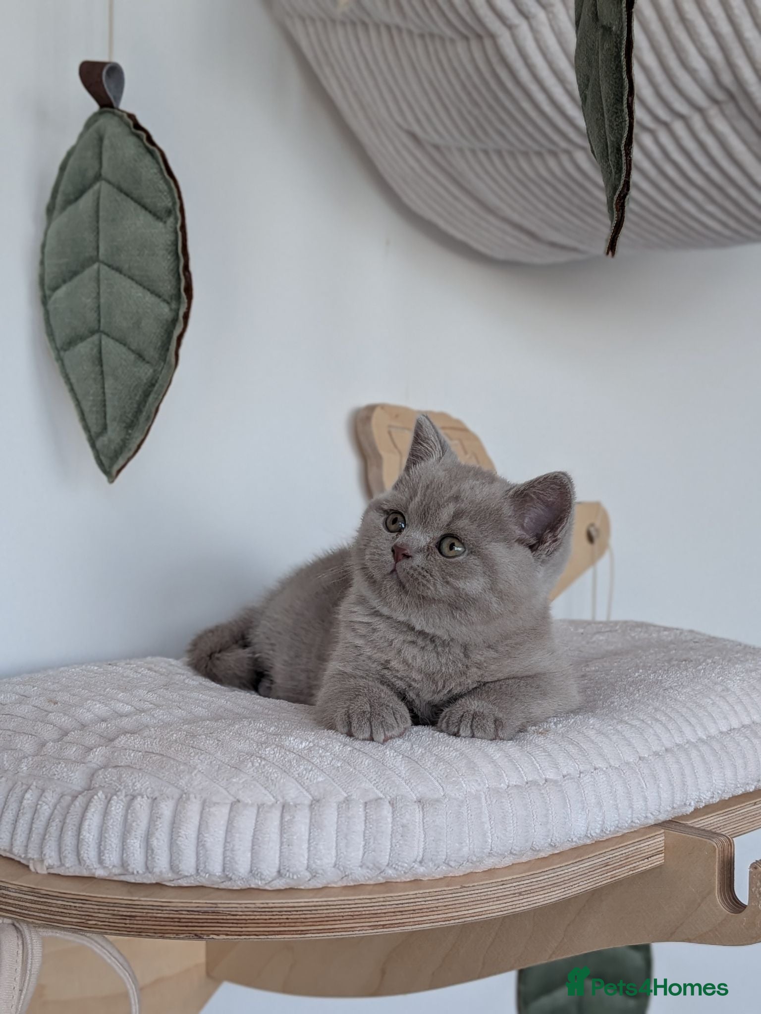 British Shorthair cats GCCF registered Kittens - Advert 1