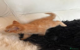 Maine Coon cats for sale: Red Maine coon female kittens, TICA reg - Image 33