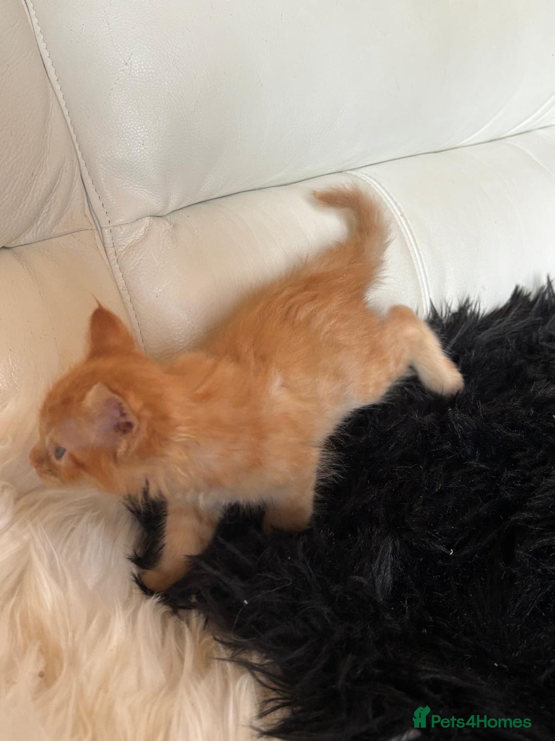 Maine Coon cats for sale: Red Maine coon female kittens, TICA reg - Image 33