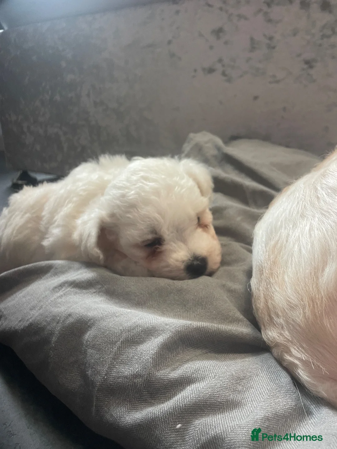 Mixed Breed dogs for sale: Cavapoochon puppies - Advert 31