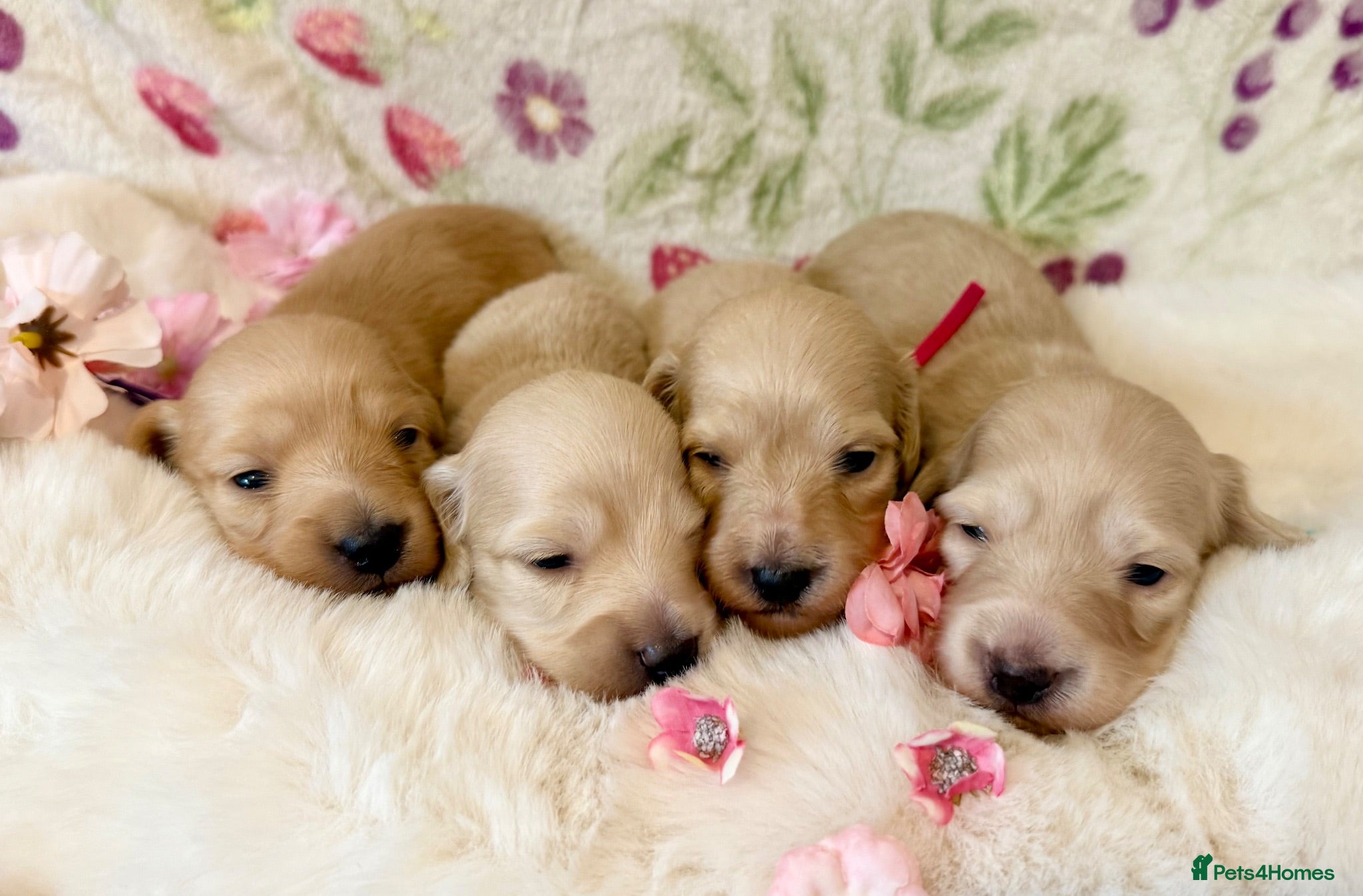 Miniature Dachshund dogs Cream long haired miniature dachshund puppies  - Advert 2