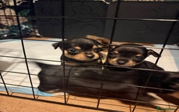 Chihuahua dogs for sale: 2 boys looking for there forever homes - Image 1