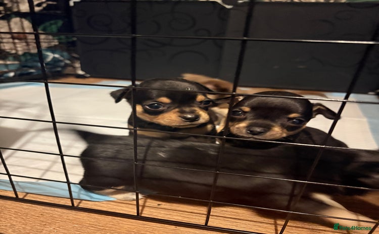 Chihuahua dogs - Advert 1