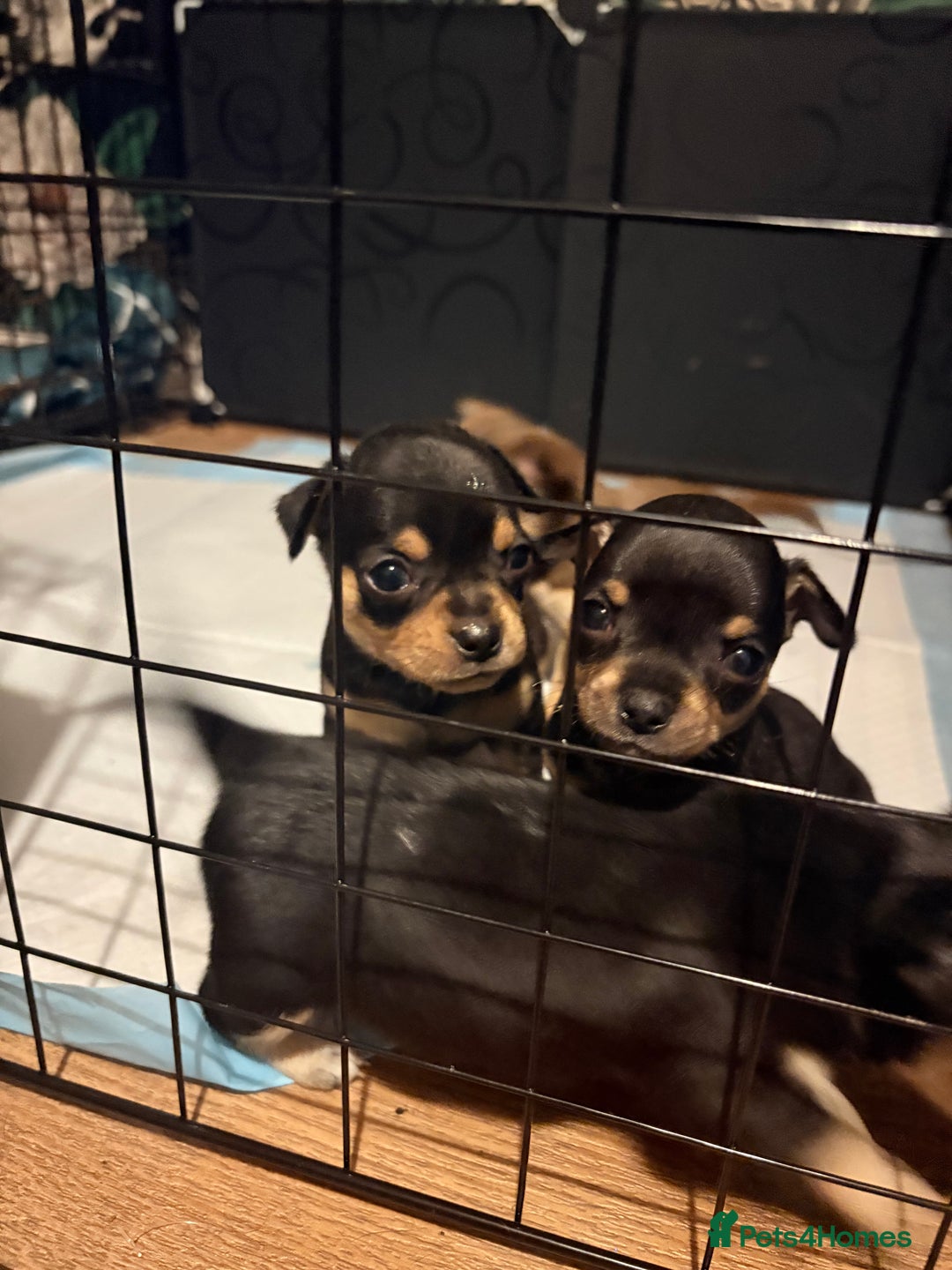Chihuahua dogs for sale: 2 boys looking for there forever homes - Image 1