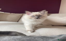 Ragdoll cats for sale: 3 Year Old Beautiful Female Ragdoll  - Image 22