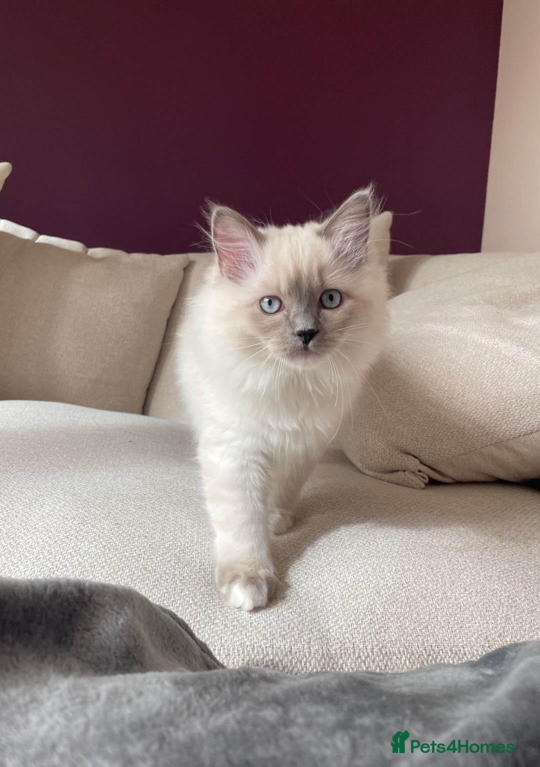 Ragdoll cats for sale: 3 Year Old Beautiful Female Ragdoll  - Image 22