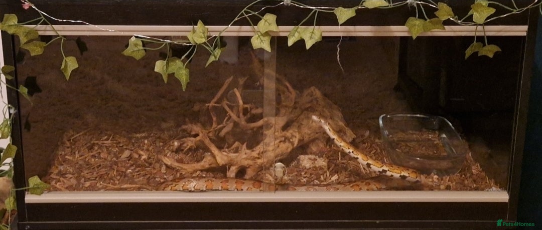 Corn Snake reptiles for sale: Male corn snake - Image 3