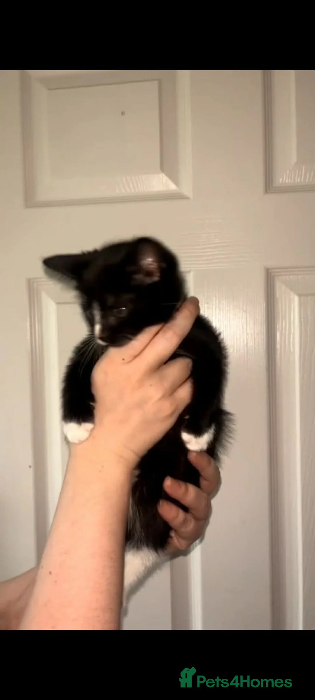 Mixed Breed cats for sale: 3 kittens left in Gateshead - Advert 4