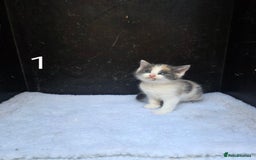 Domestic Shorthair cats for sale: Super cute domestic shorthair kittens!  - Image 4