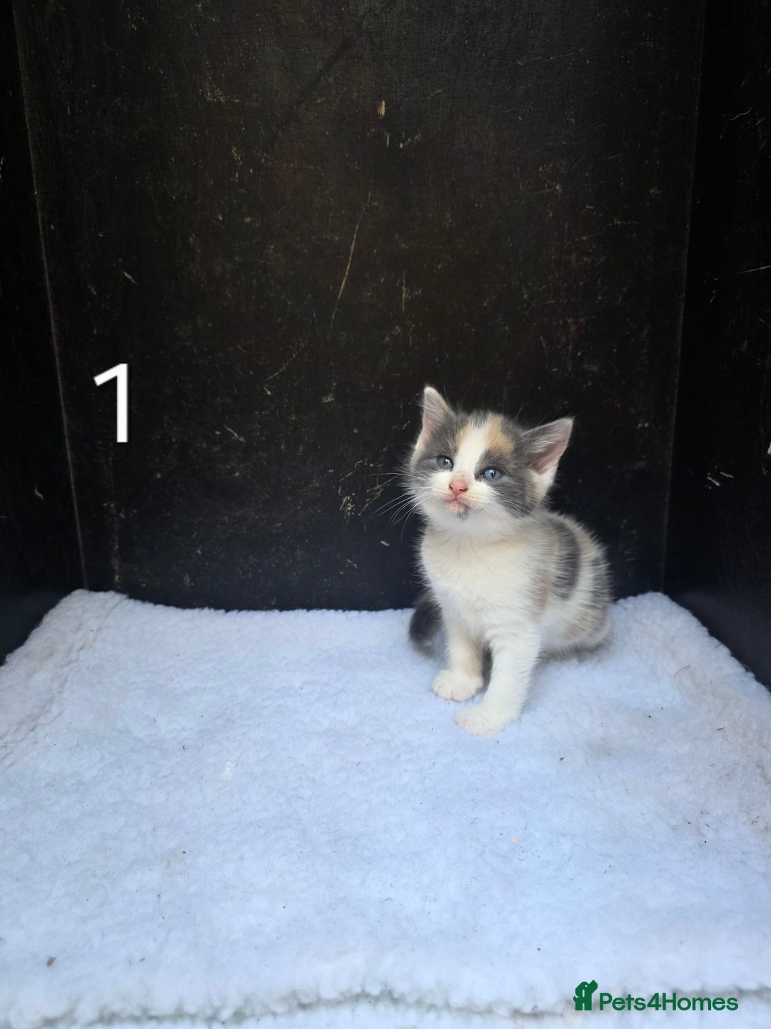 Domestic Shorthair cats for sale: Super cute domestic shorthair kittens!  - Image 4
