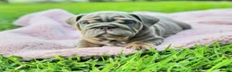 English Bulldog dogs for sale: Stunning English bulldog puppies  - Advert 2
