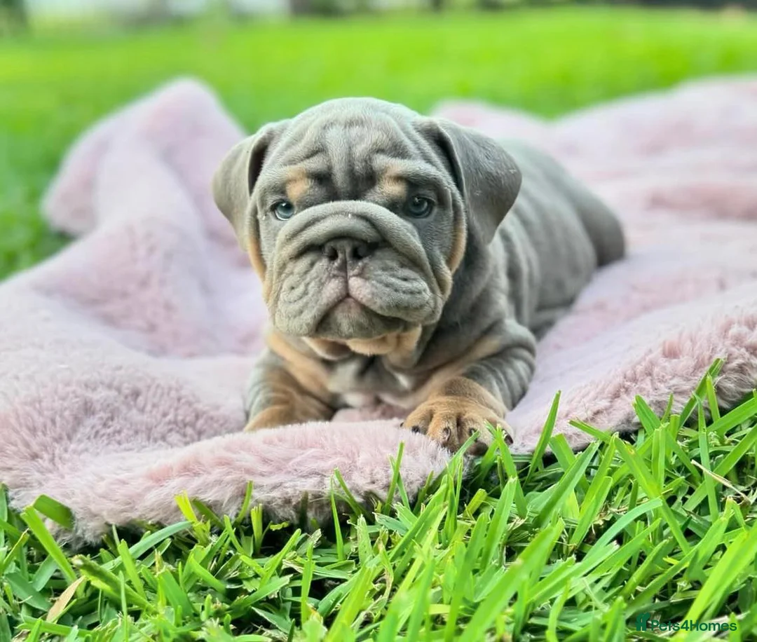 English Bulldog dogs for sale: Stunning English bulldog puppies  - Advert 2