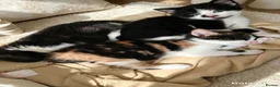 Aphrodite Giant cats for sale: Lovely kittens  - Advert 1