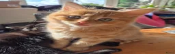 Mixed Breed cats for sale: 8 week old kittens Ginger Tom and Silver girl - Advert 7