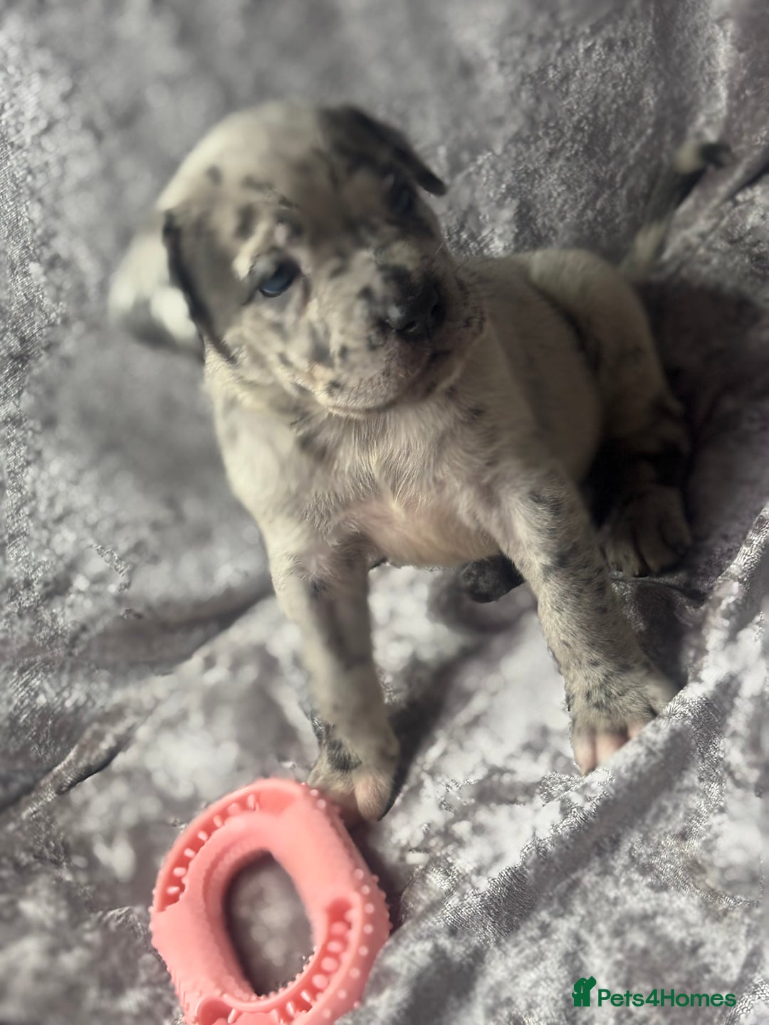 Neapolitan Mastiff dogs for sale: 💙 Neapolitan Mastiff Puppies champion bloodline💙 - Advert 5