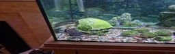 Plecos fish for sale: Aquarium established complete set-up & pleco in Bolton - Advert 2