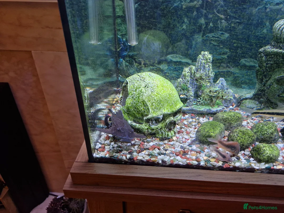 Plecos fish for sale: Aquarium established complete set-up & pleco in Bolton - Advert 2