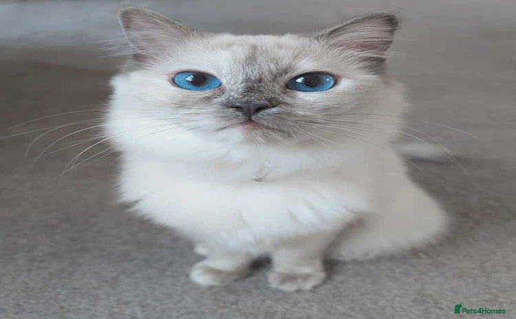 Ragdoll cats 3 Ragdoll cross kittens for sale  - Advert 11