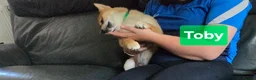 Japanese Shiba Inu dogs for sale: Foxy little shibas - Advert 21