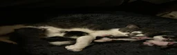 Turkish Van cats for sale: Kittens for free  in London - Advert 1