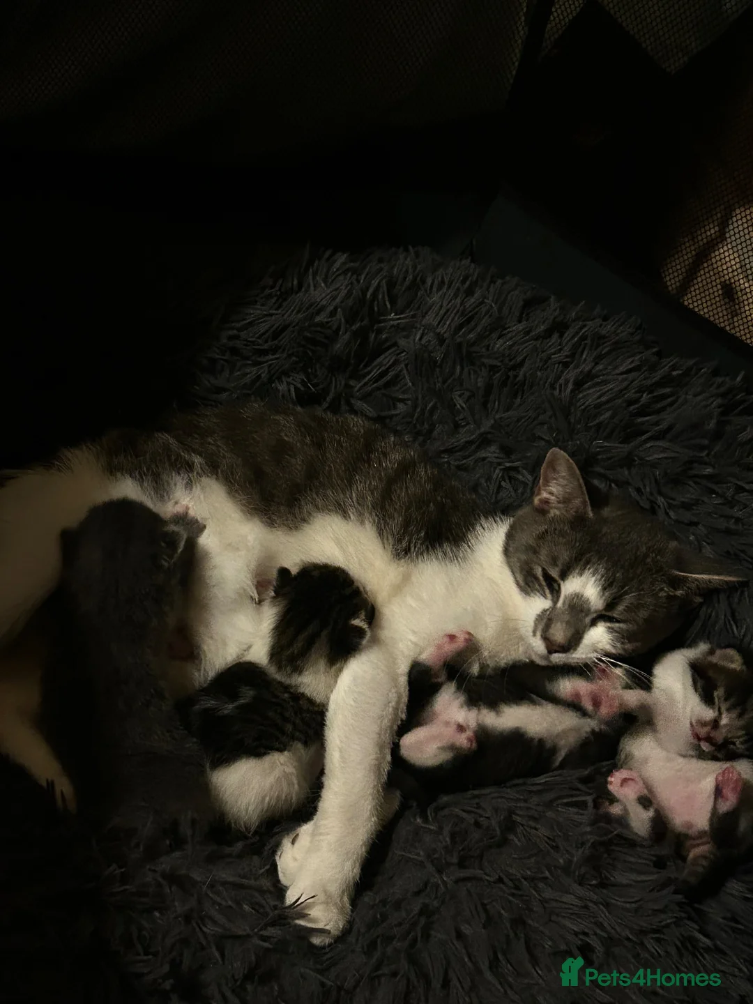 Turkish Van cats for sale: Kittens for free  in London - Advert 1