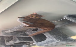 British Shorthair cats for sale: Two British shorthairs lilac male chocolate female - Advert 2