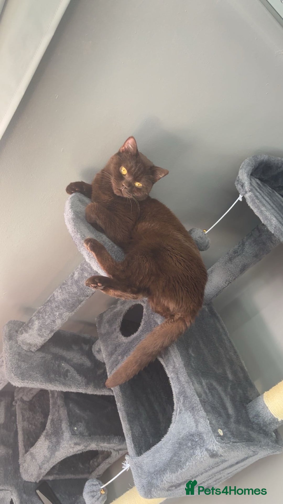 British Shorthair cats for sale: Two British shorthairs lilac male chocolate female - Advert 2