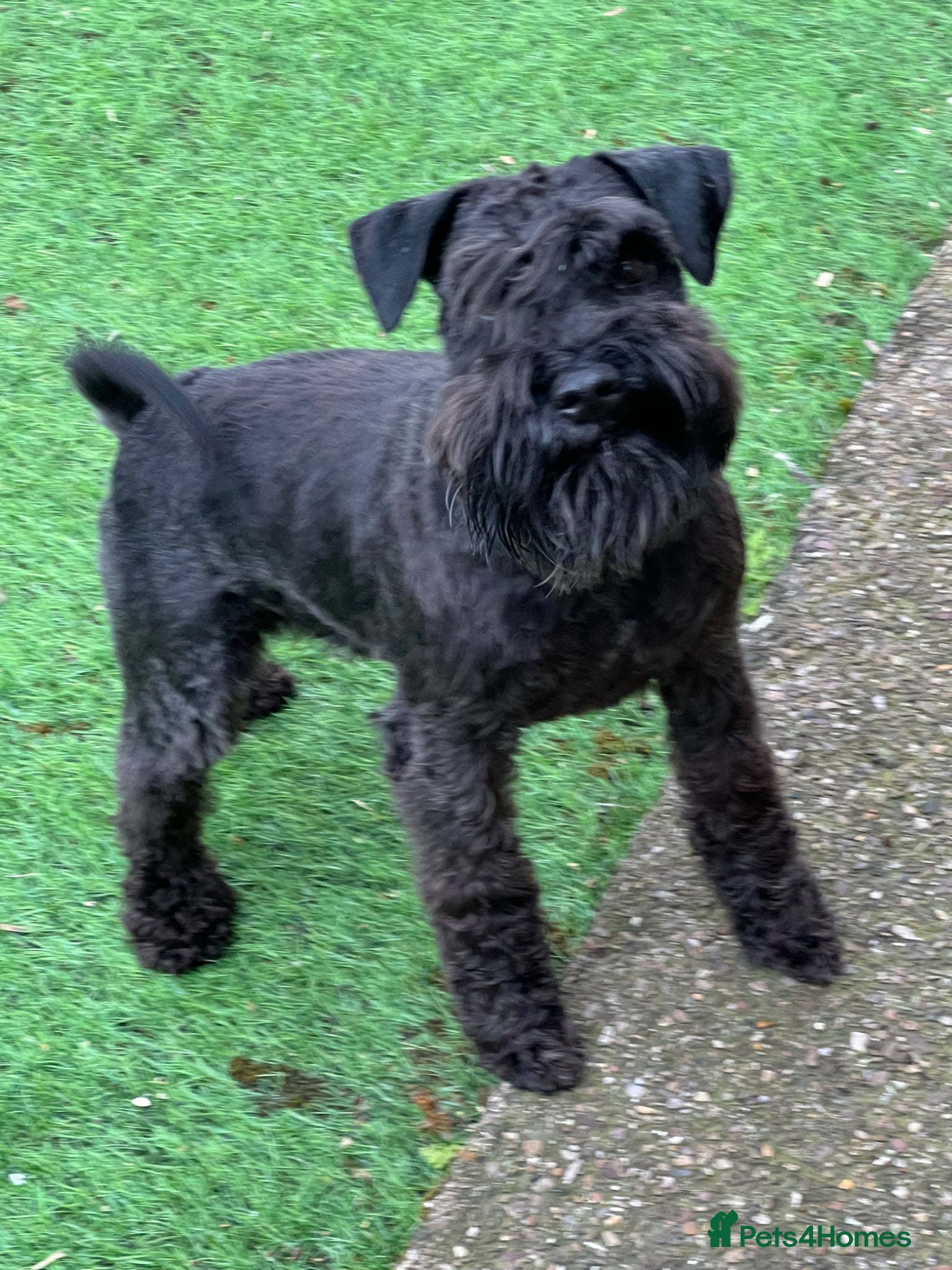 Miniature Schnauzer dogs KC reg miniature schnauzer adult boy  - Advert 5