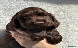 Cocker Spaniel dogs for sale: KC Show Cocker Spaniel boy  ready now - Image 4