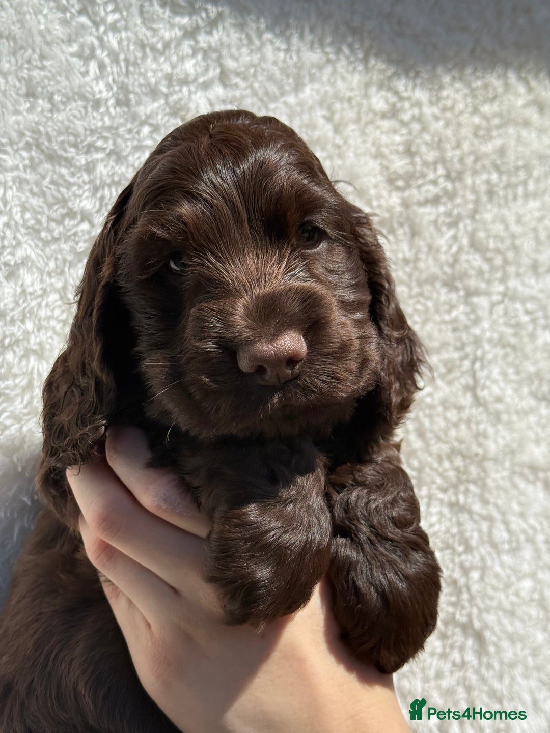 Cocker Spaniel dogs for sale: KC Show Cocker Spaniel boy  ready now - Image 4