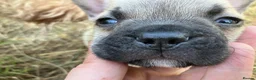 French Bulldog dogs for sale: KC French Bulldog - One Left Chocolate - Advert 25