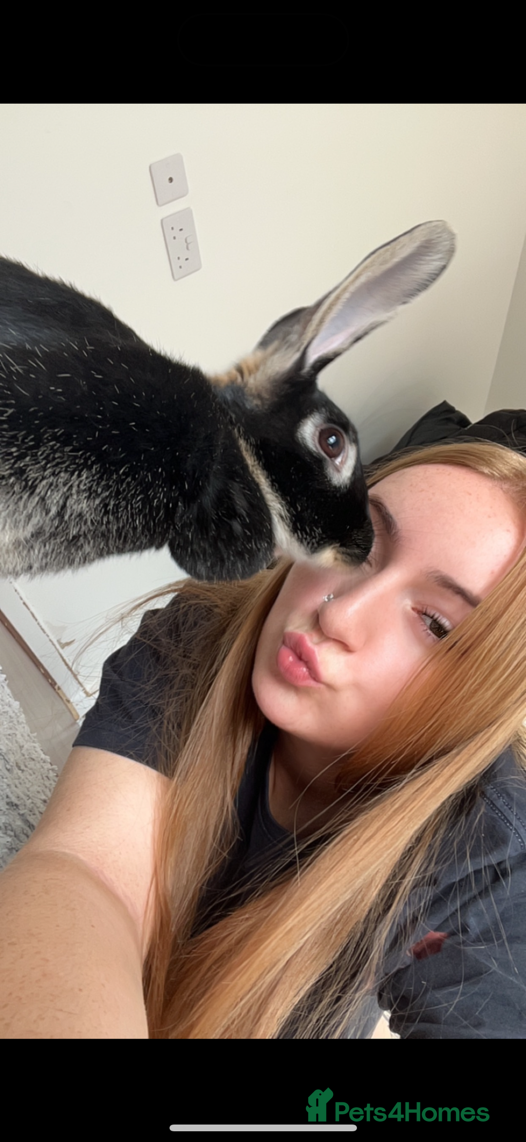 Mixed Breed rabbits for sale: Silver back rabbits - Image 3