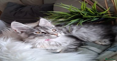 Maine Coon cats - Advert 9
