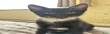 Domestic Shorthair 2